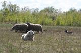 BORDER COLLIE - MOUTONS 080